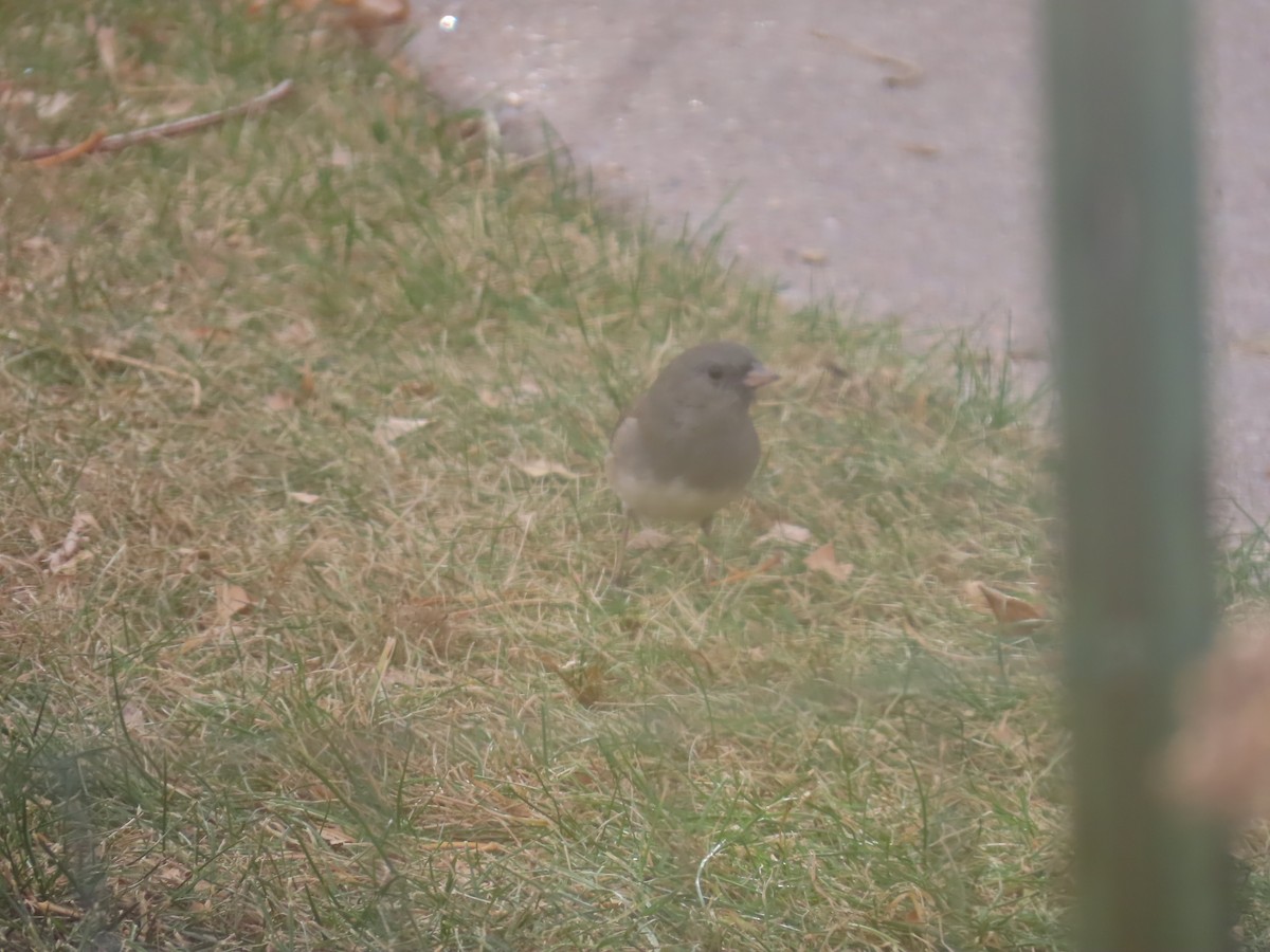 Dark-eyed Junco - ML646014930