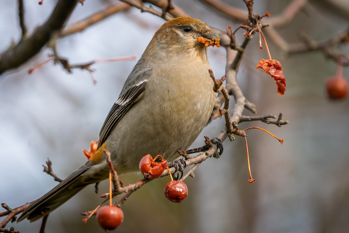 Pine Grosbeak - ML646014931