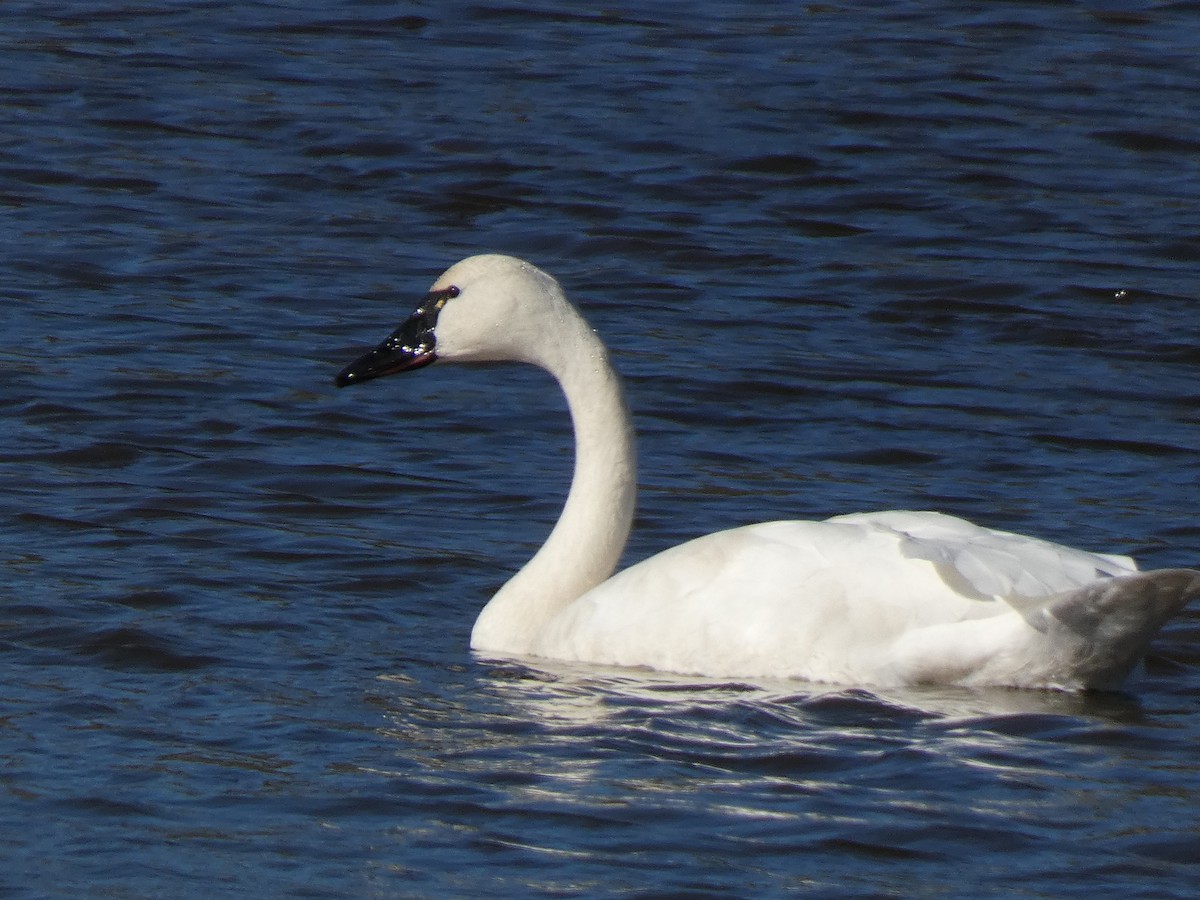 Cigno minore - ML646014939