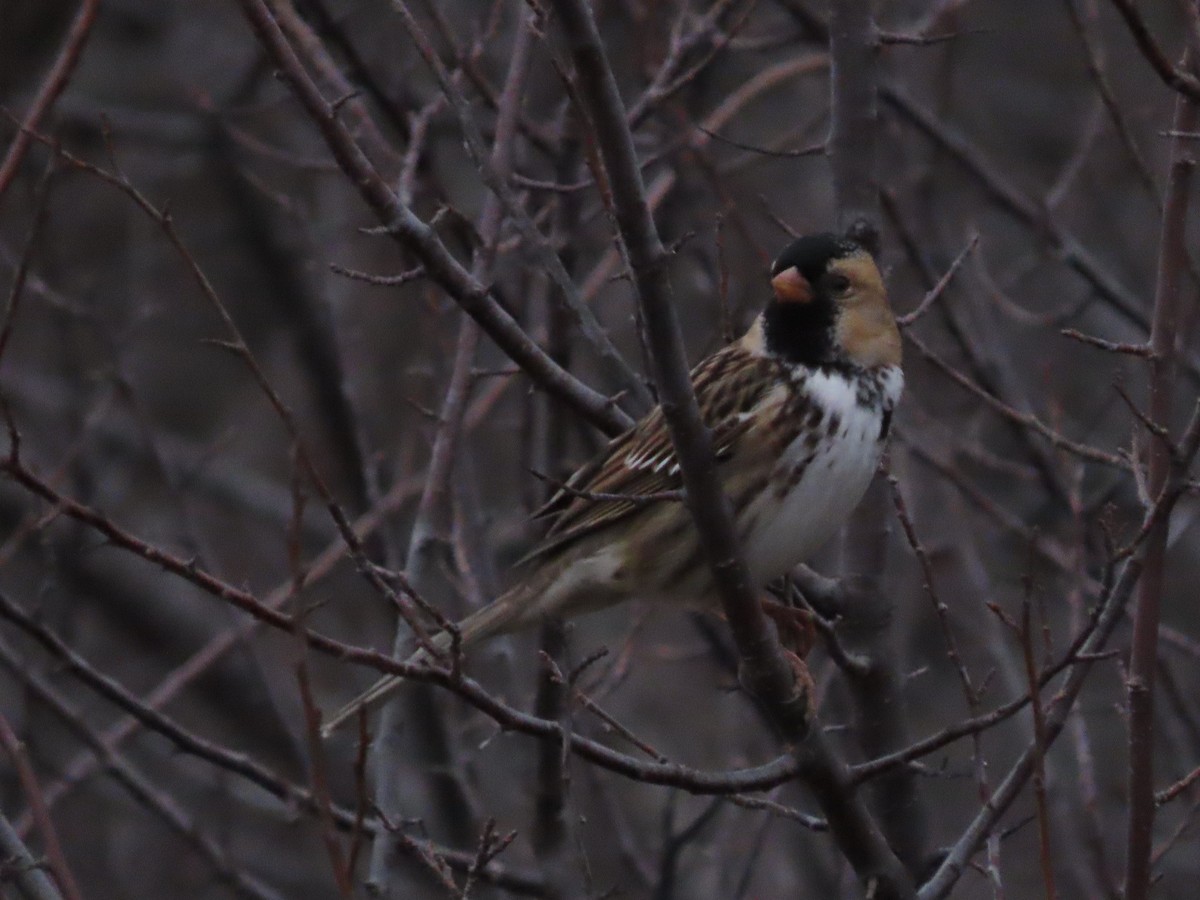 Harris's Sparrow - ML646014951