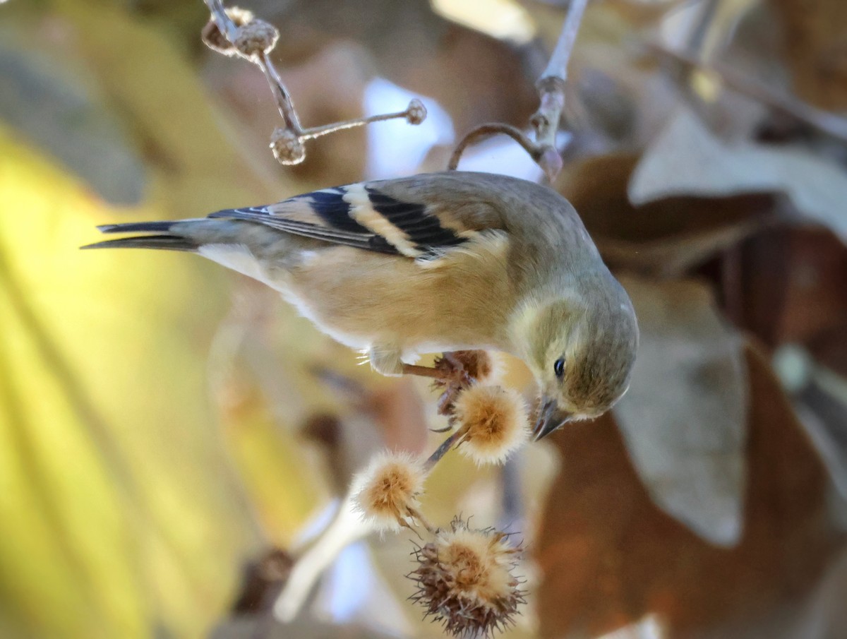 Altın İskete - ML646014952