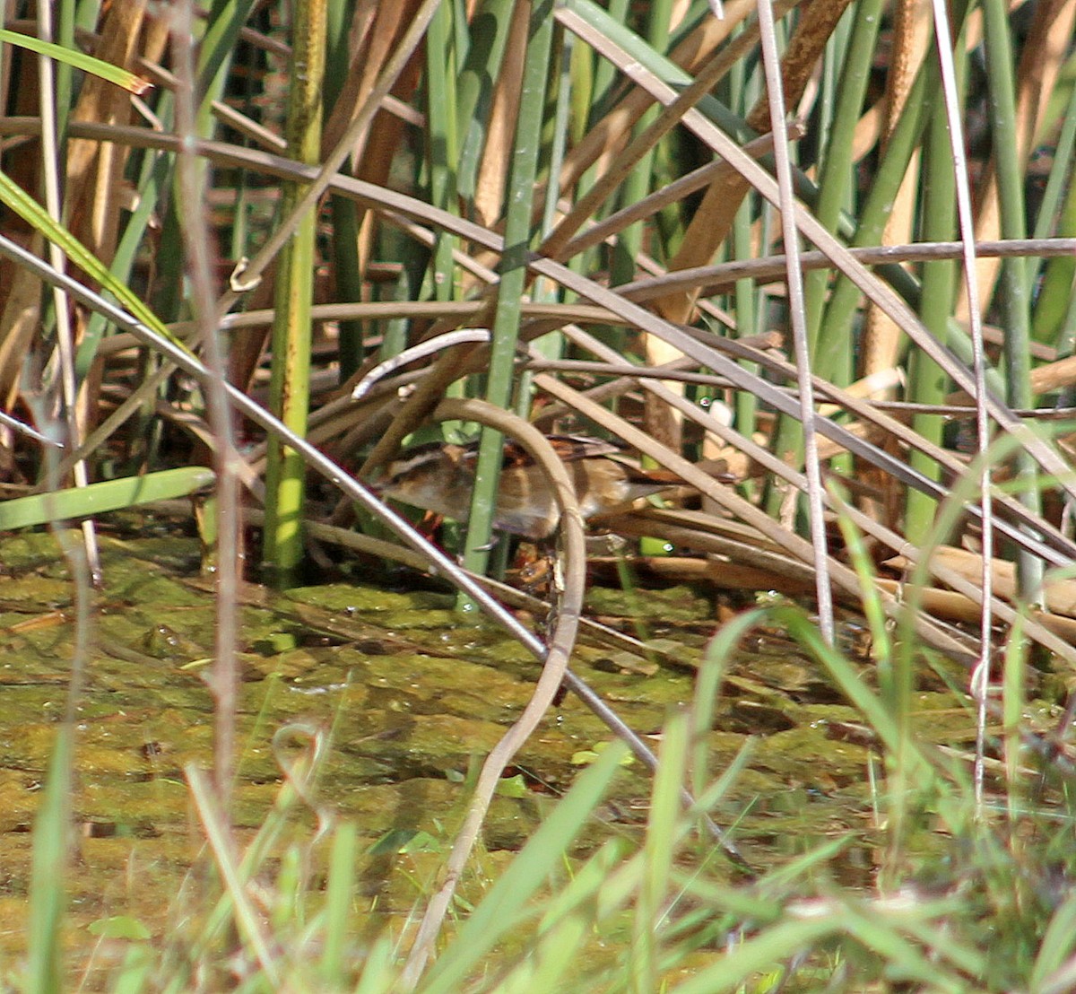 Junquero troglodyte - ML646014953