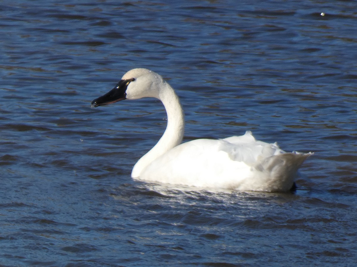 Cigno minore - ML646014957