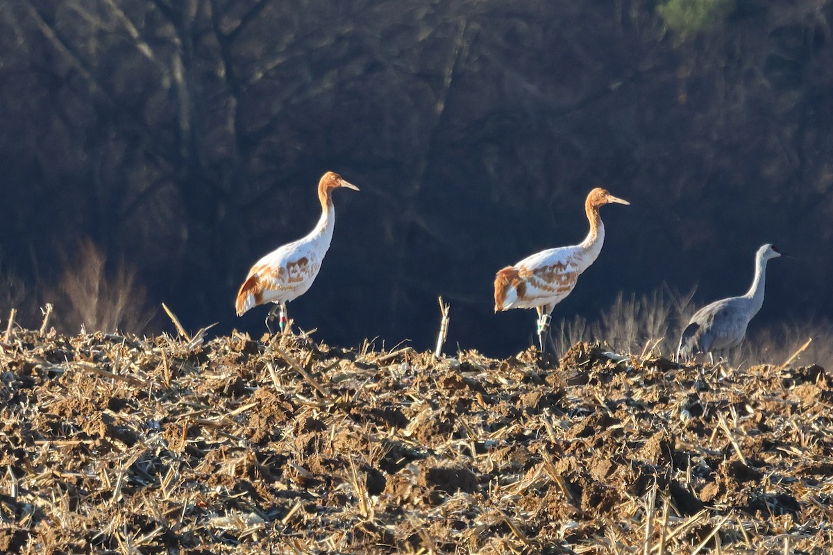 Whooping Crane - ML646014958