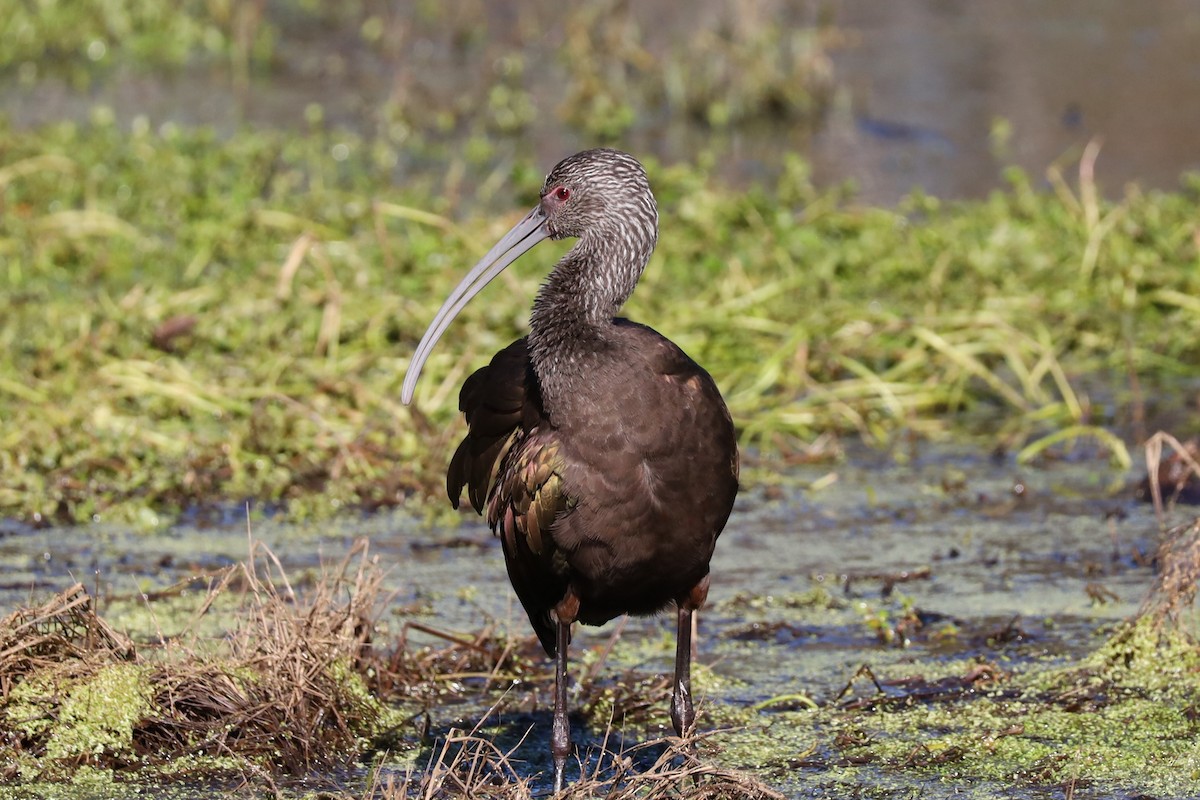 White-faced Ibis - ML646014960