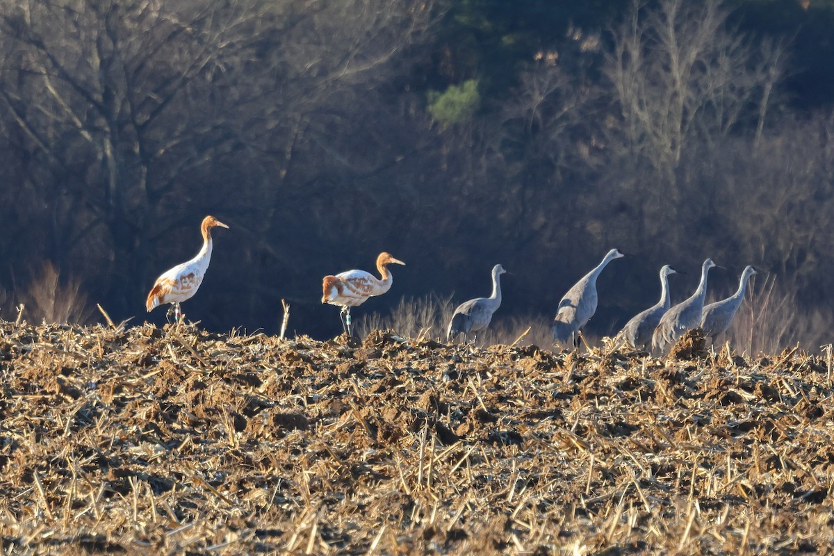 Whooping Crane - ML646014963