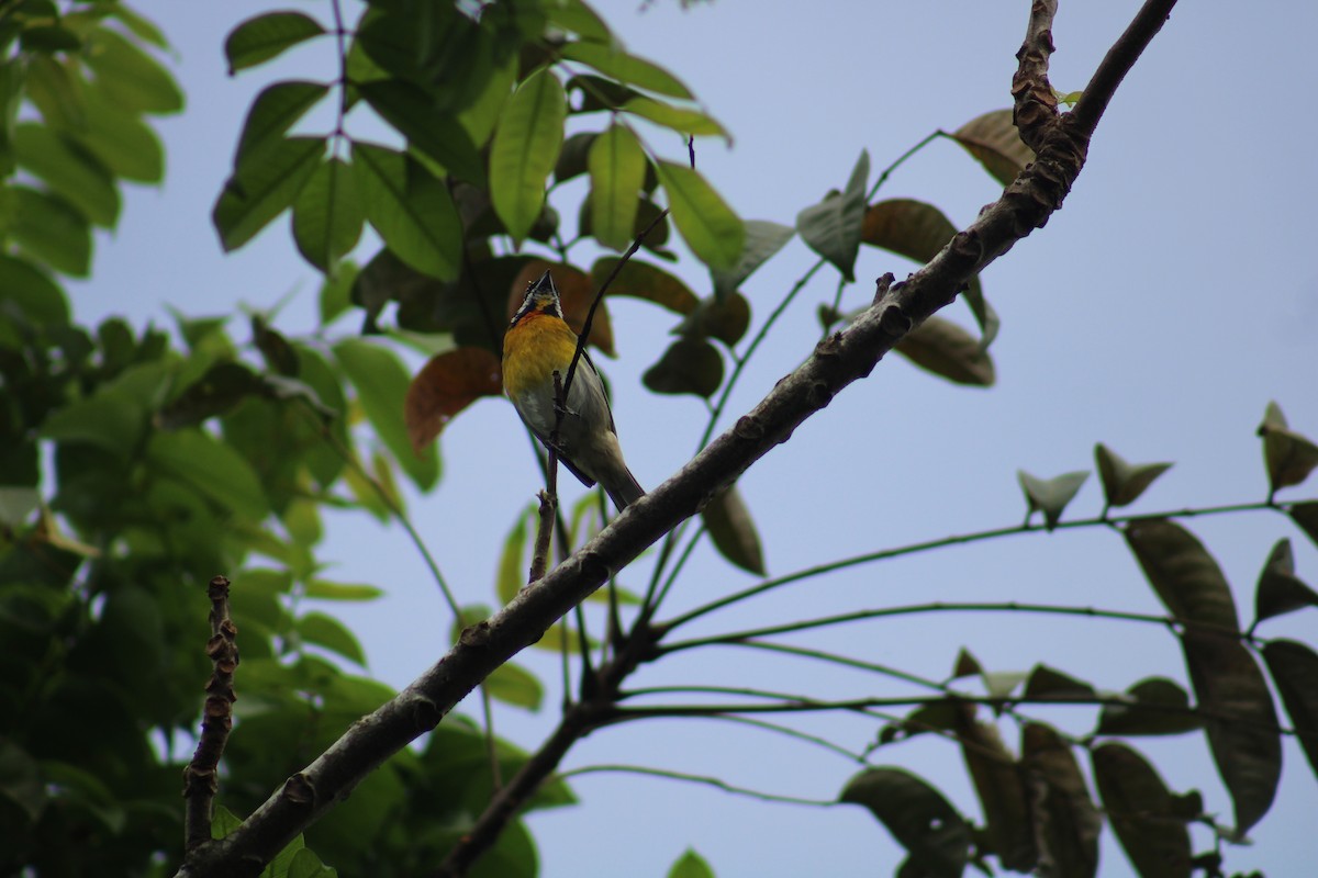 Puerto Rican Spindalis - ML646014971