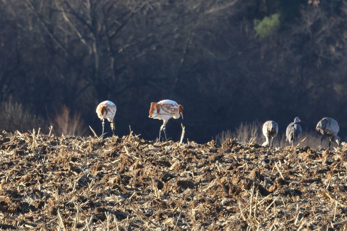 Whooping Crane - ML646014972