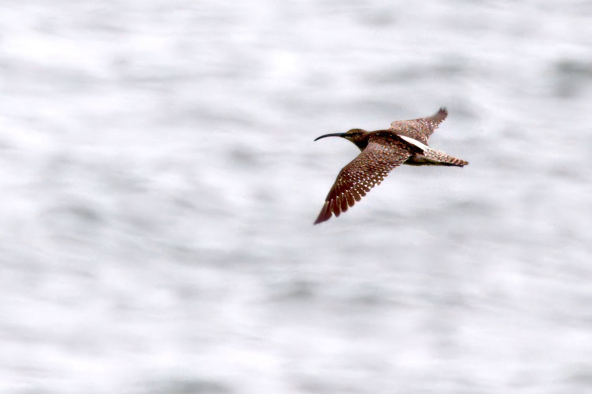 Eurasian Whimbrel - ML646014977