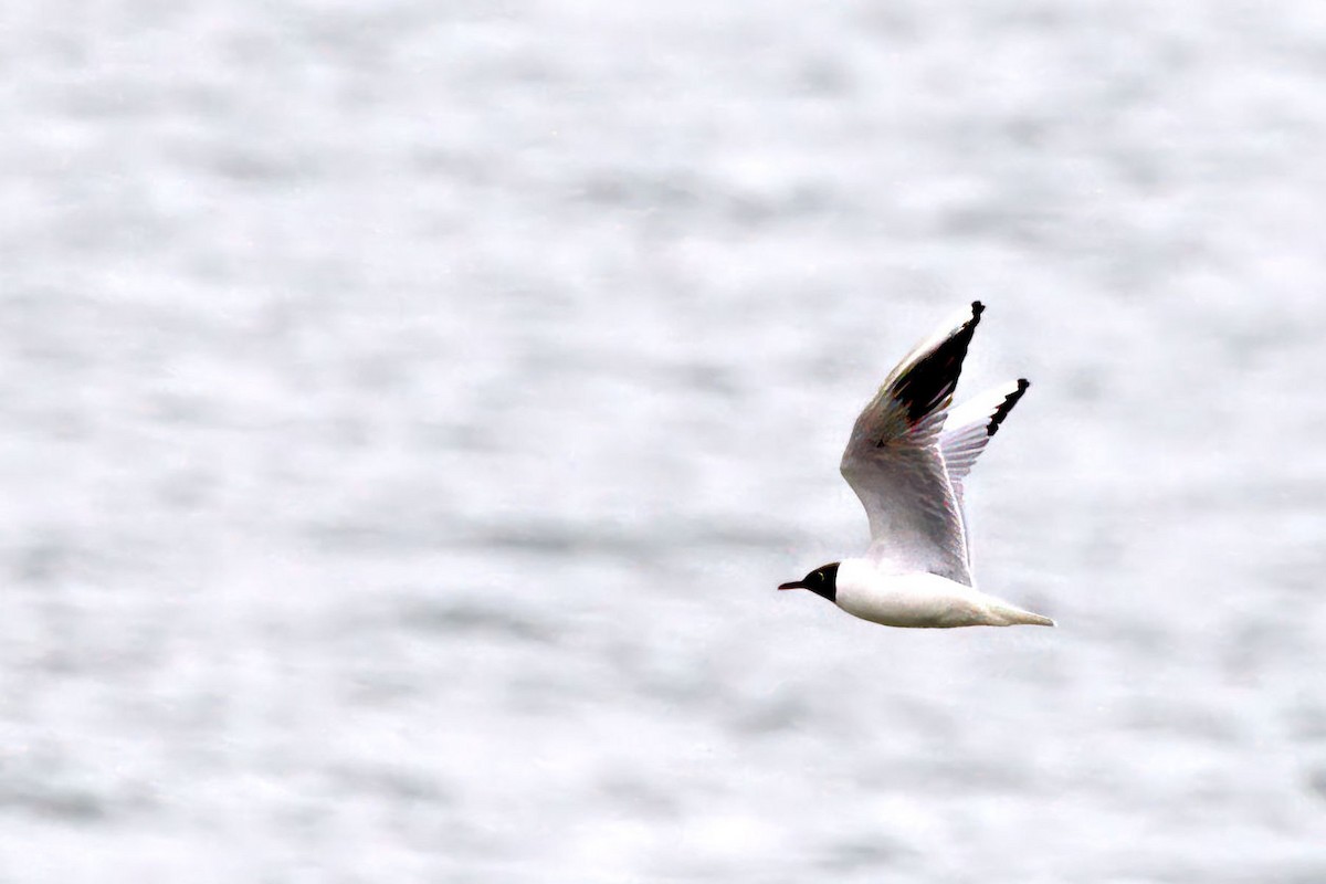 Black-headed Gull - ML646014981