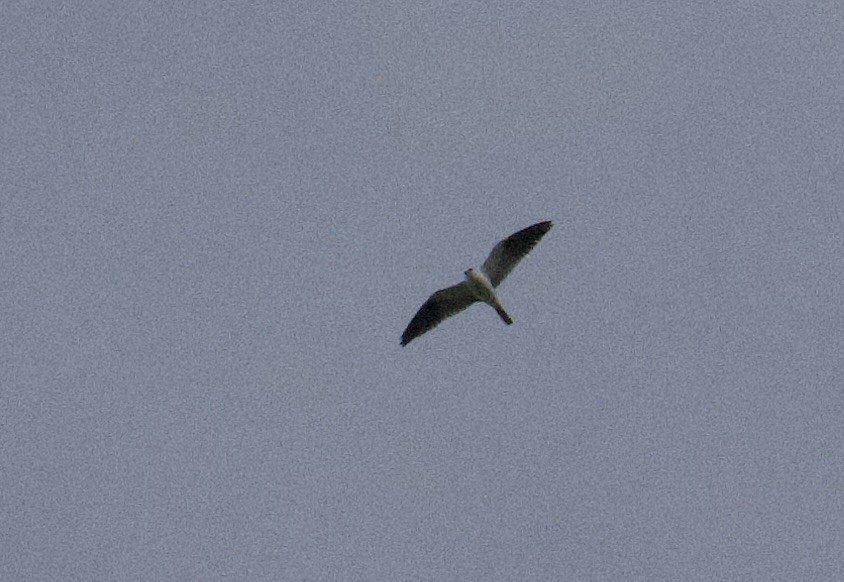 White-tailed Kite - ML646014988