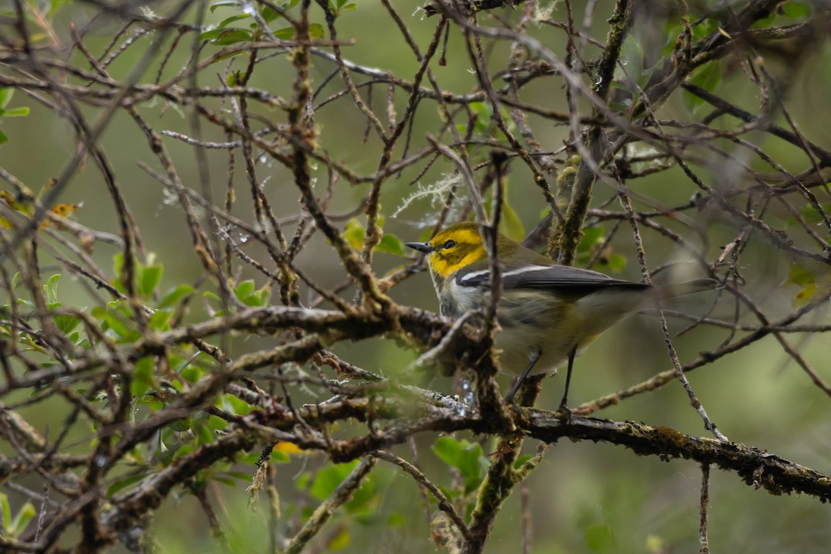 Black-throated Green Warbler - ML646014993