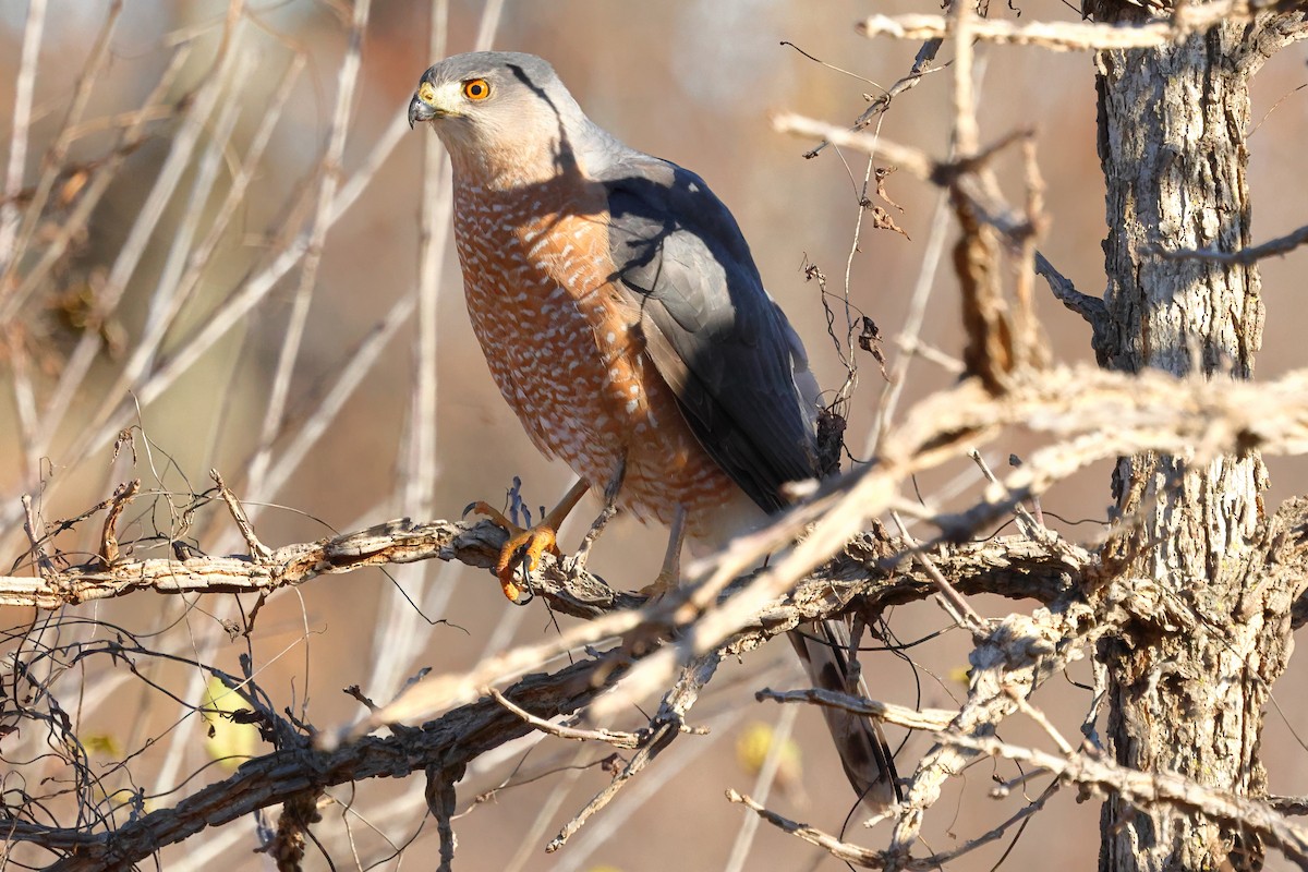 Cooper's Hawk - ML646014995