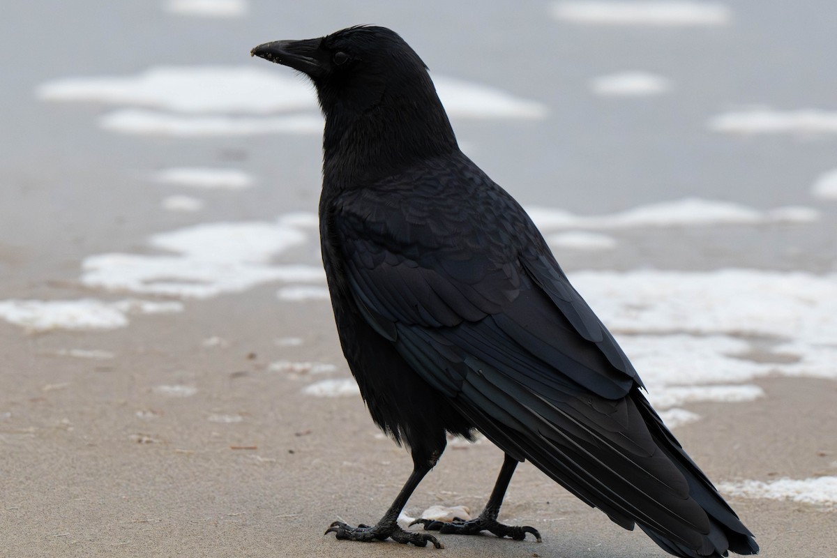 amerikakråke - ML646015003