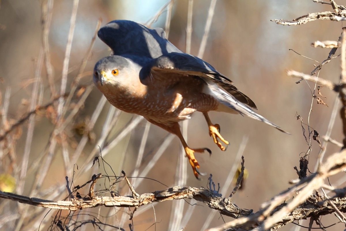 Cooper's Hawk - ML646015007