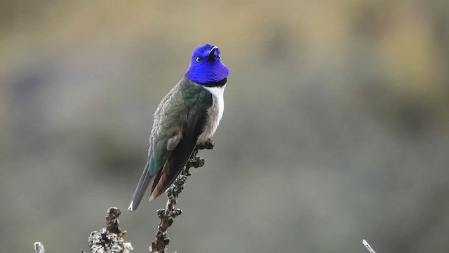 Ecuadorian Hillstar - ML646015022