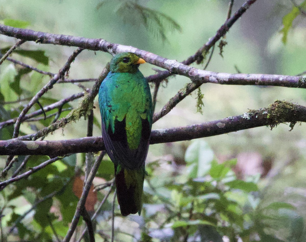 Quetzal Cabecidorado - ML646015027