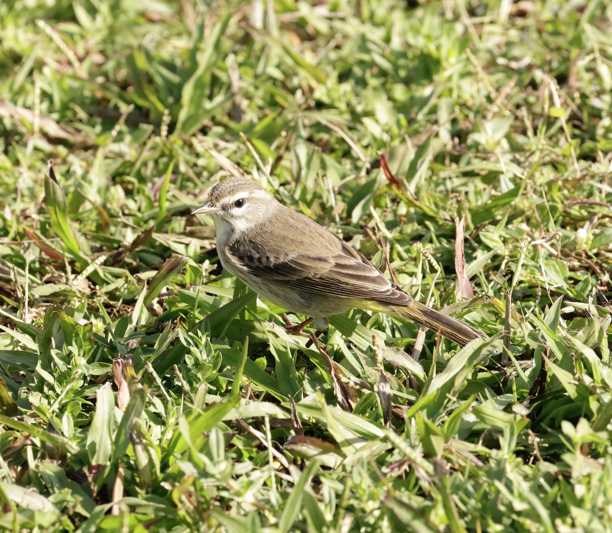 Palm Warbler - ML646015029