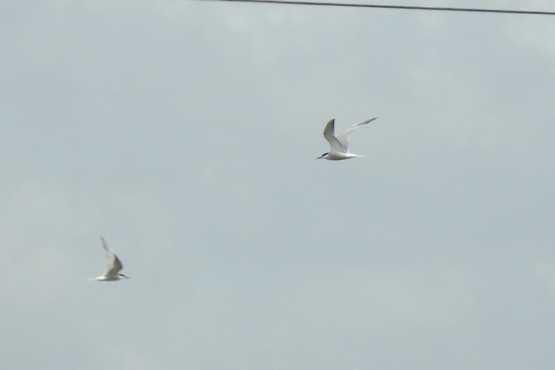 Common Tern - ML646015032