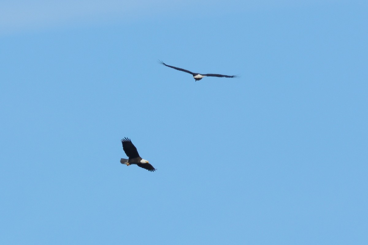 Bald Eagle - ML646015033