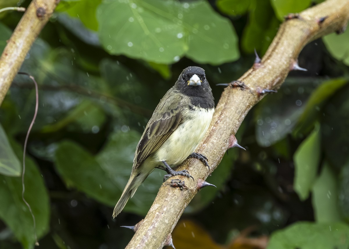 Yellow-bellied Seedeater - ML646015036