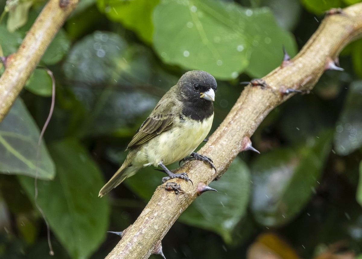 Yellow-bellied Seedeater - ML646015038