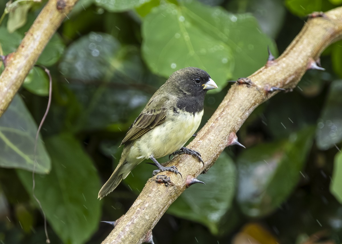 Yellow-bellied Seedeater - ML646015040