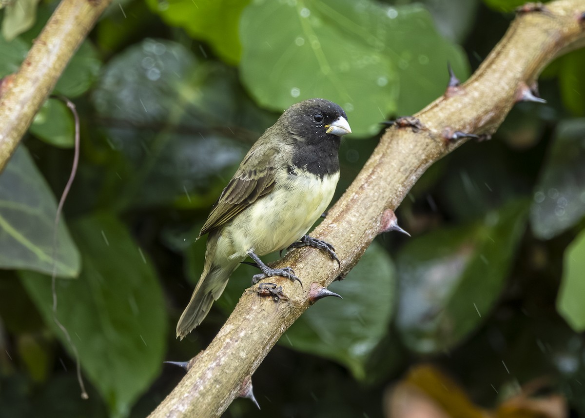 Yellow-bellied Seedeater - ML646015041