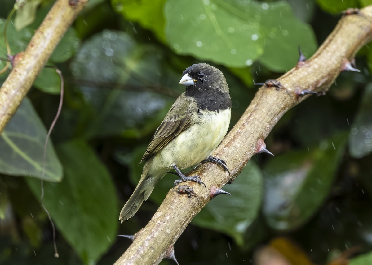 Yellow-bellied Seedeater - ML646015042