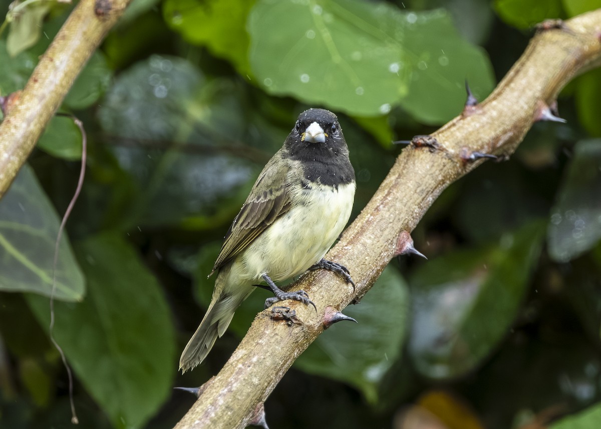 Yellow-bellied Seedeater - ML646015043