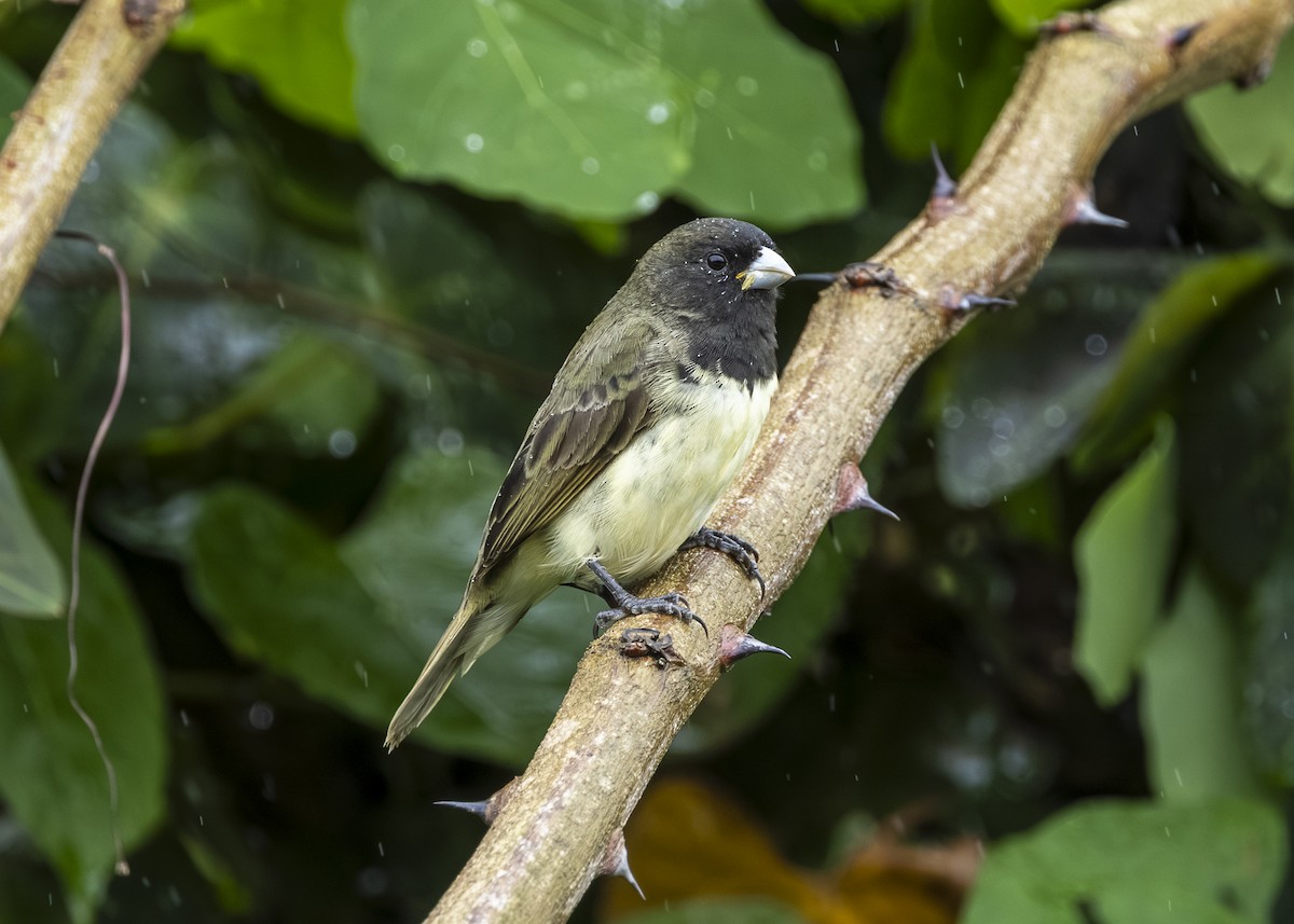 Yellow-bellied Seedeater - ML646015044