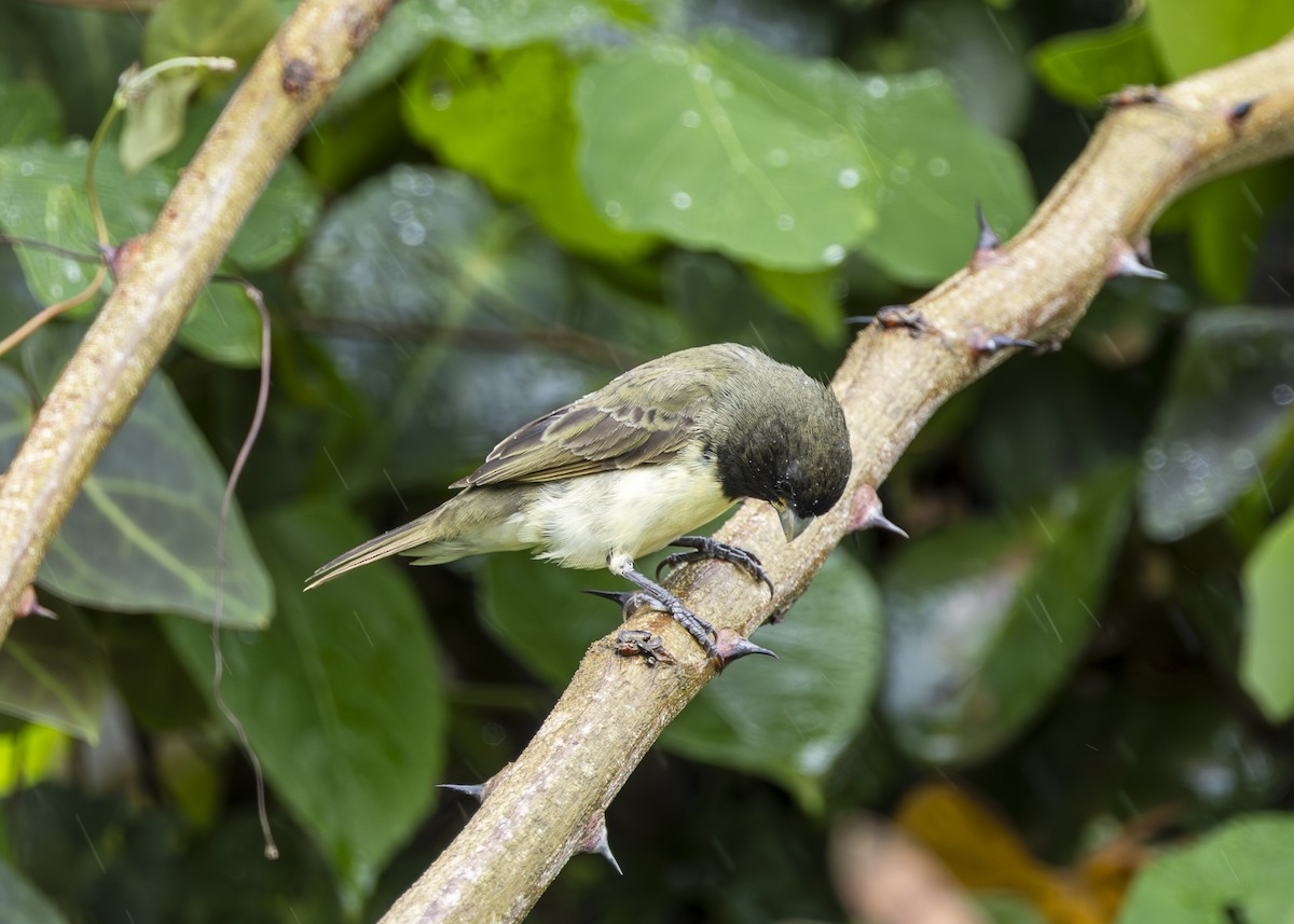 Yellow-bellied Seedeater - ML646015045