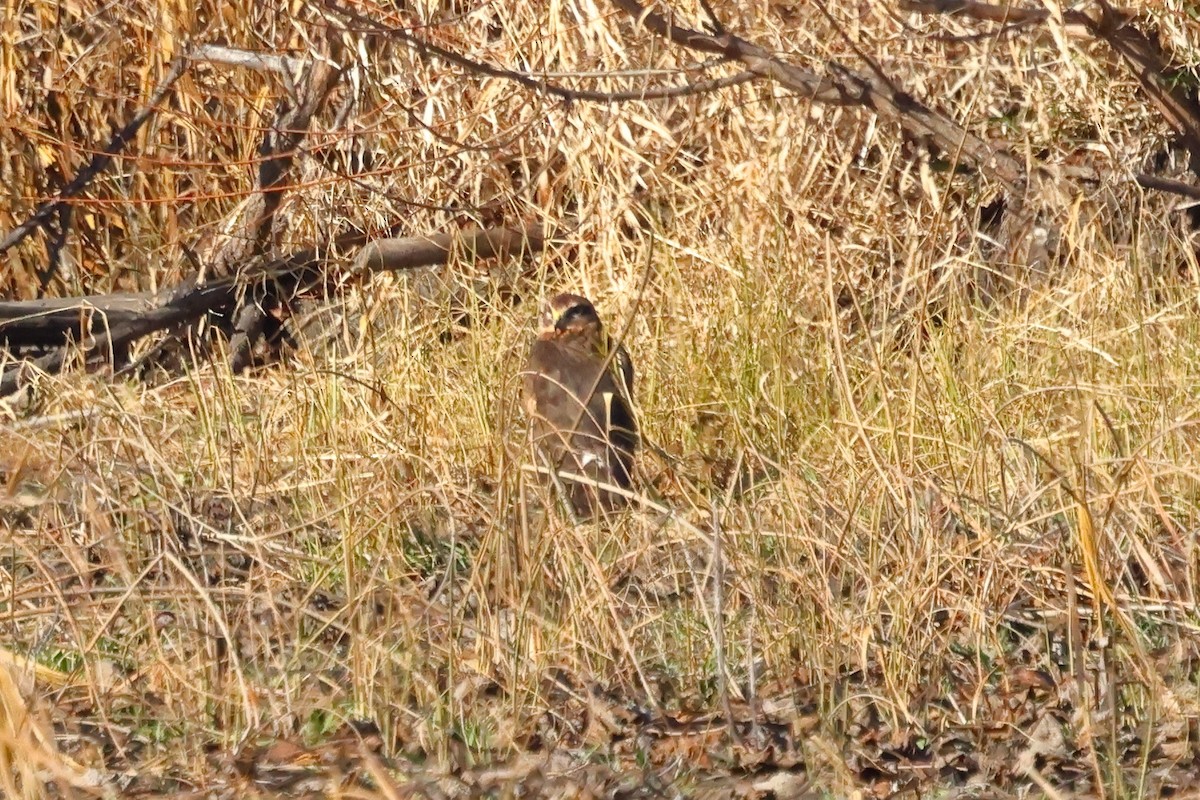 Northern Harrier - ML646015046