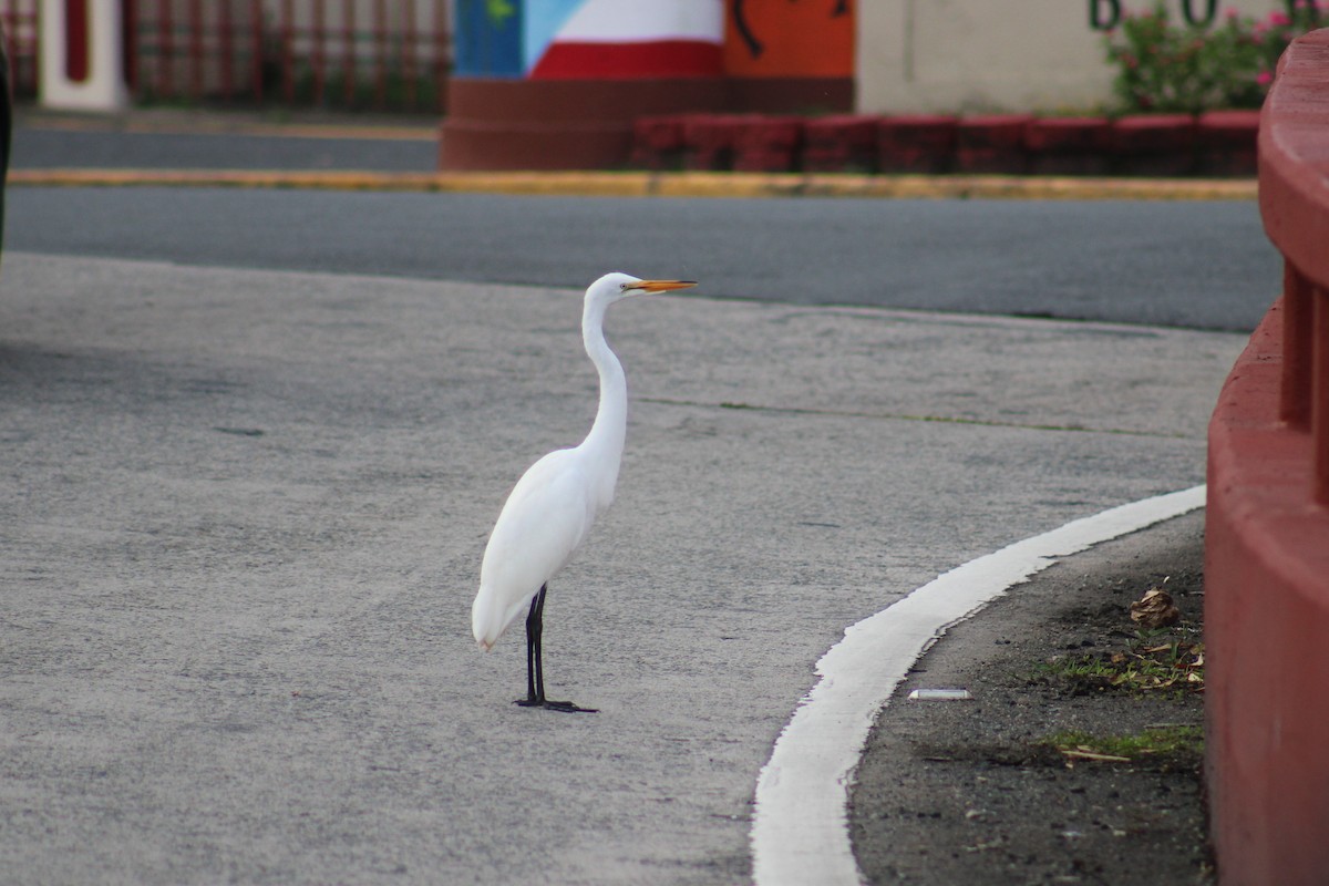 Great Egret - ML646015052