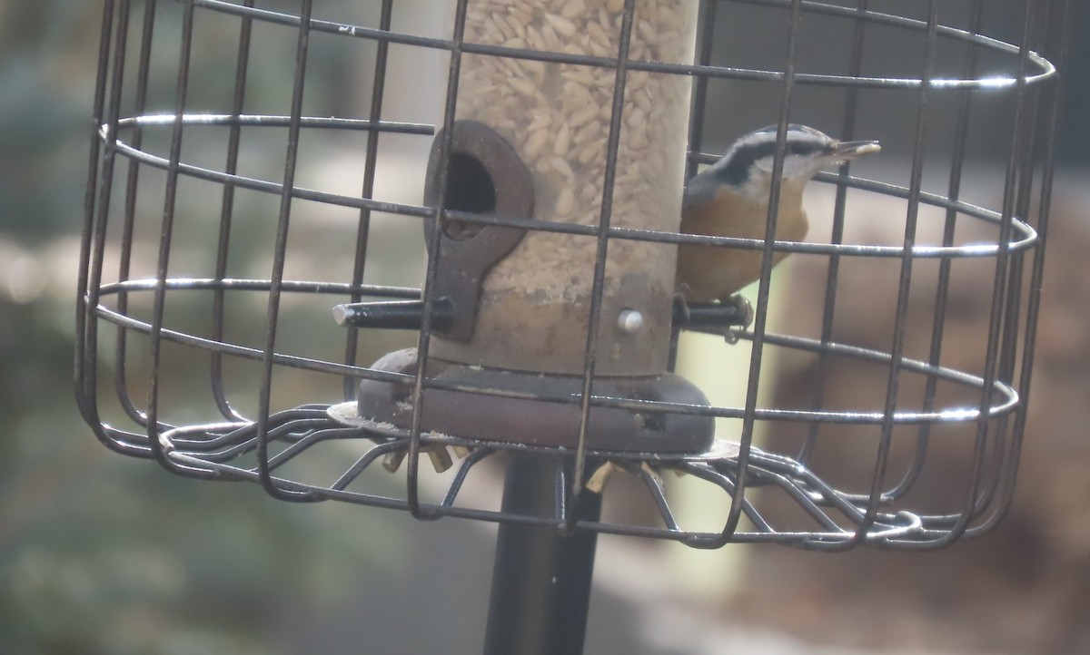 Red-breasted Nuthatch - ML646015055