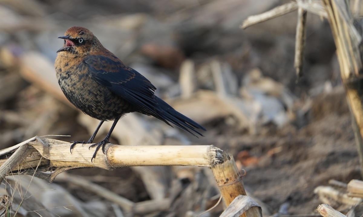 Rusty Blackbird - ML646015067