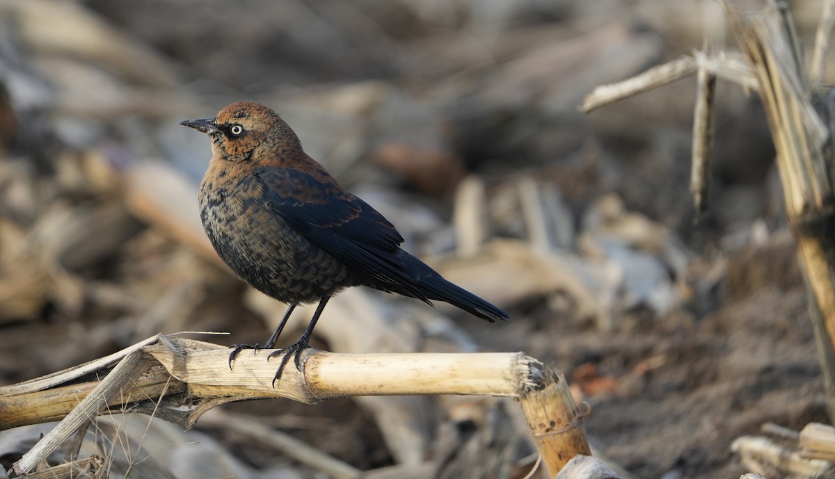 Rusty Blackbird - ML646015068