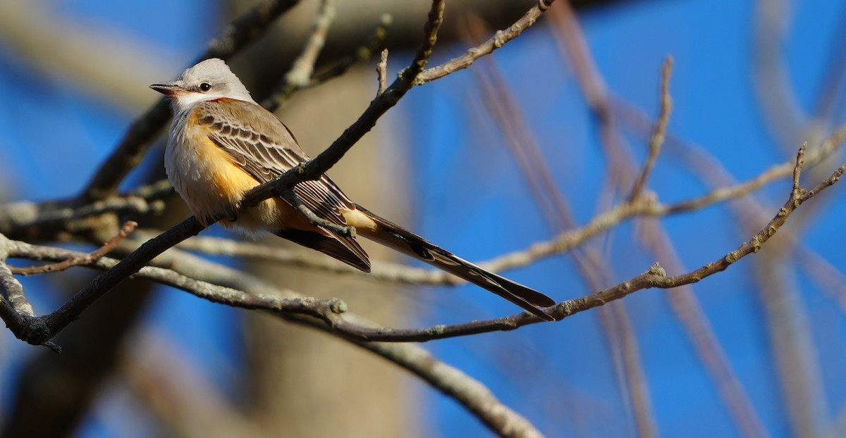 Scissor-tailed Flycatcher - ML646015083