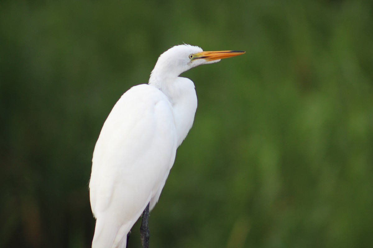 Great Egret - ML646015086