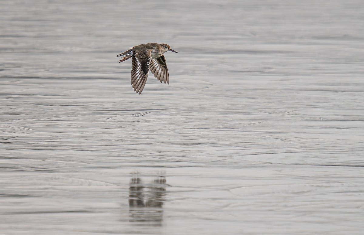 Spotted Sandpiper - ML646015087