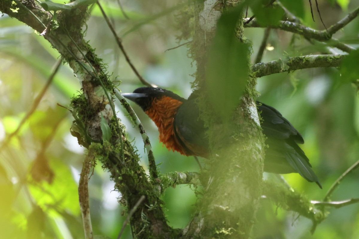 Red-ruffed Fruitcrow - ML646015104
