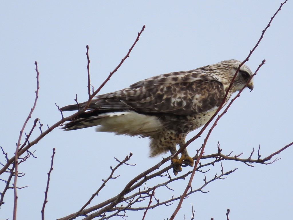 Тарлан сар - ML646015105
