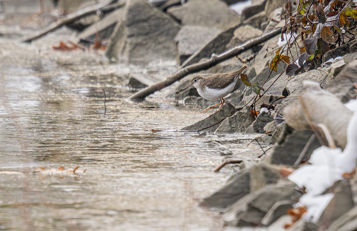 Spotted Sandpiper - ML646015110