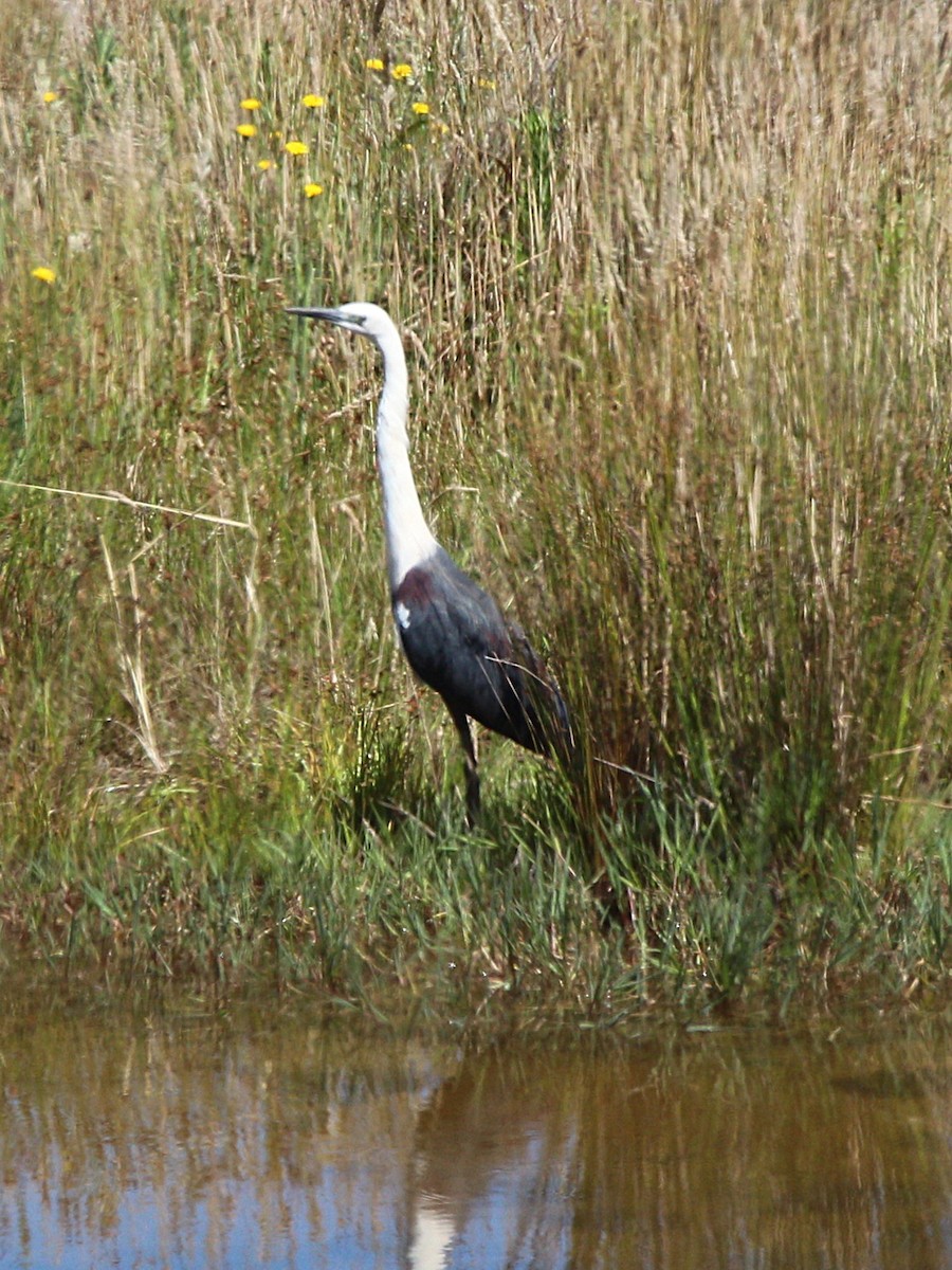 Pacific Heron - ML646015111
