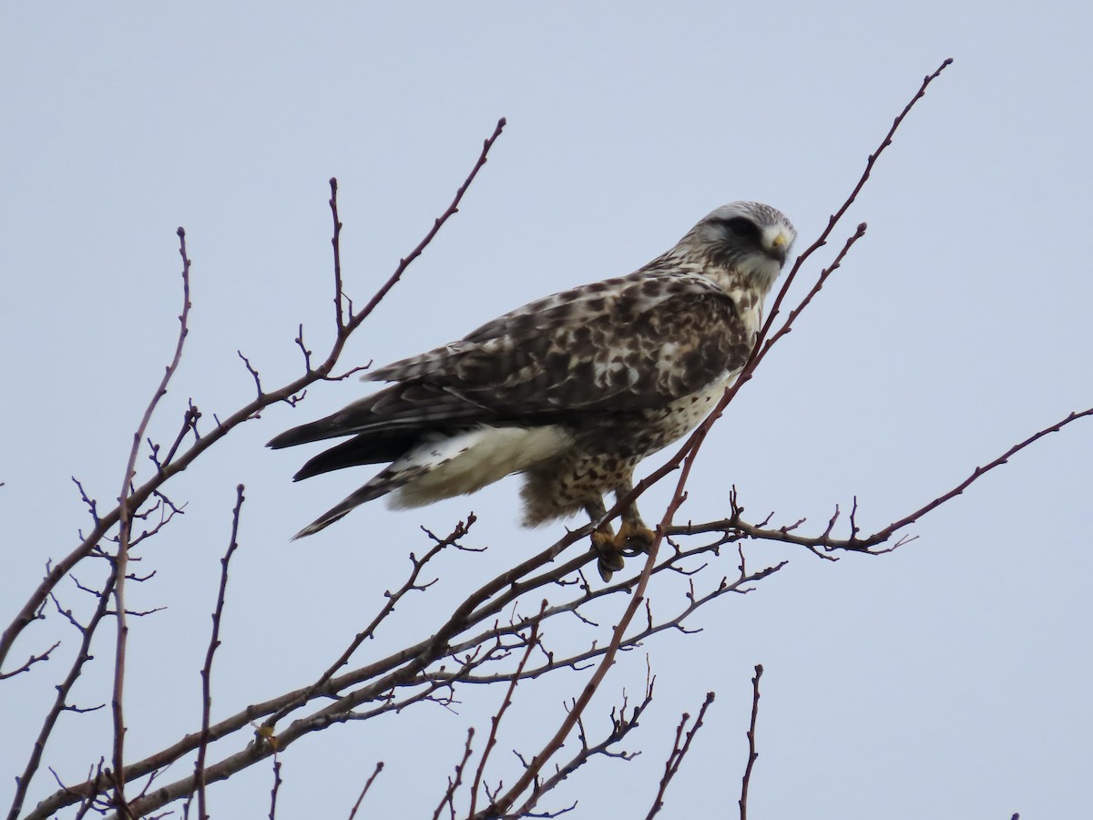 Тарлан сар - ML646015112