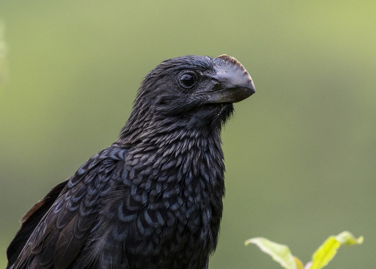 Smooth-billed Ani - ML646015128