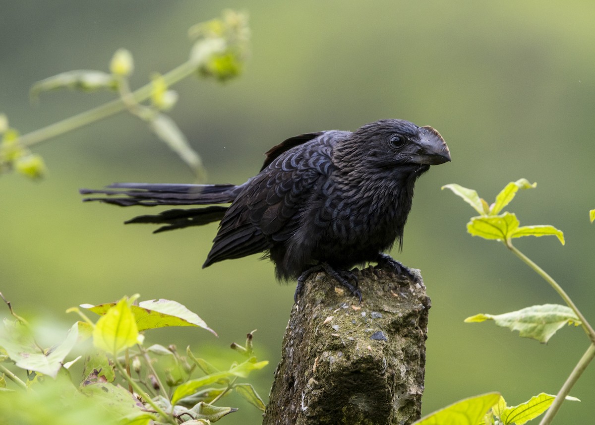 Smooth-billed Ani - ML646015129