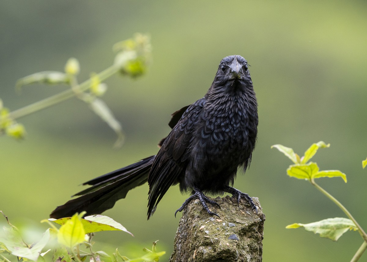 Smooth-billed Ani - ML646015130