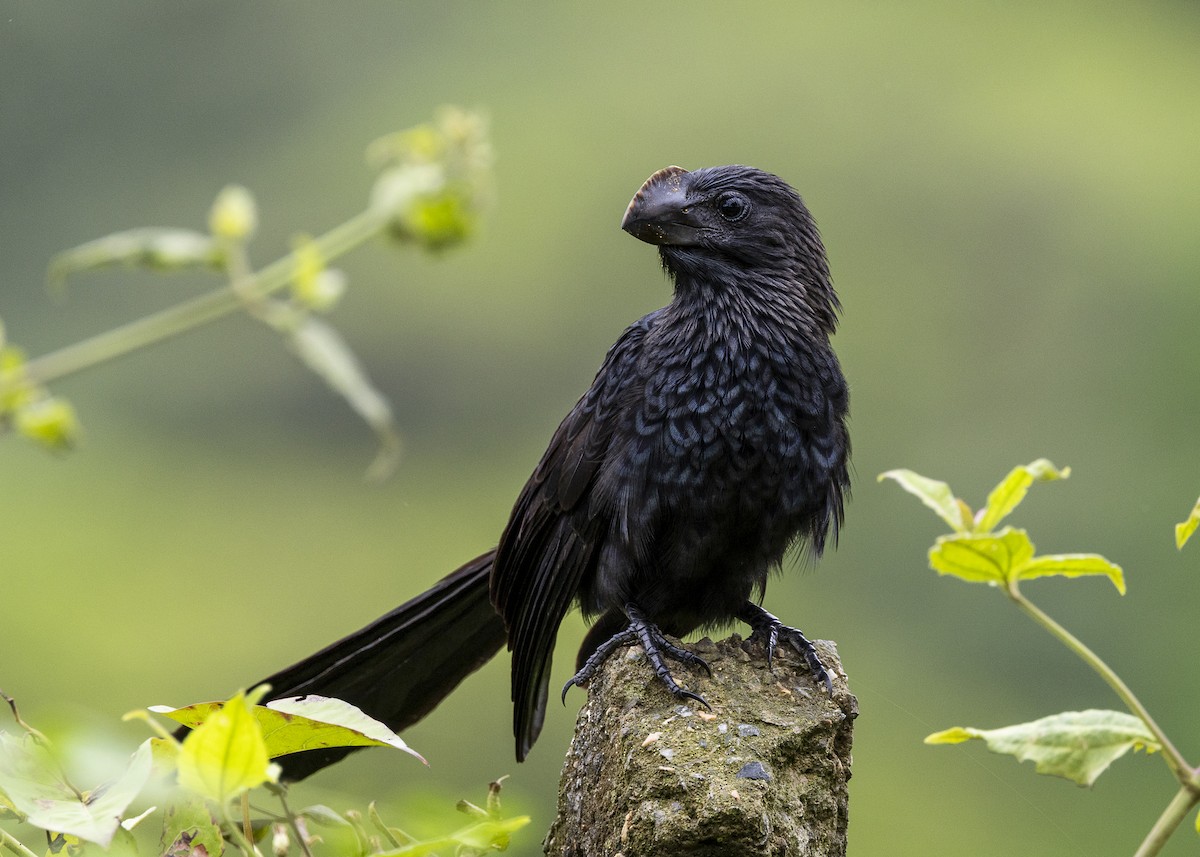 Smooth-billed Ani - ML646015131