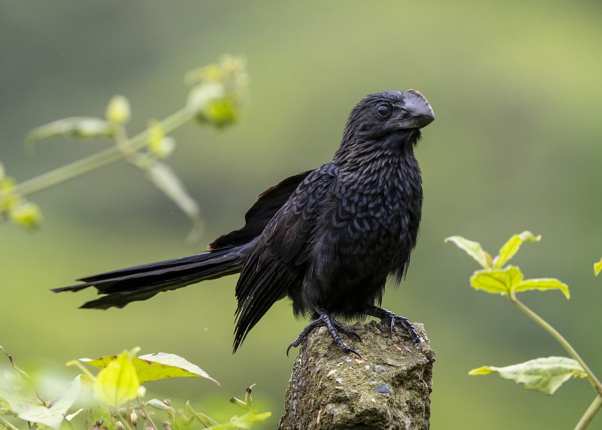 Smooth-billed Ani - ML646015132